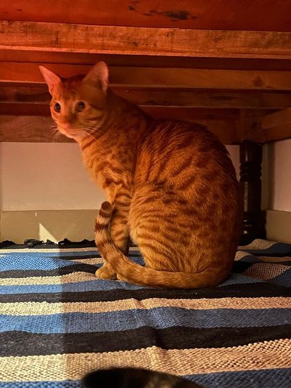 Luke, a handsome ginger cat, found a quiet spot under the table to relax.