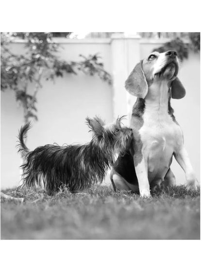Sniff Stories - Pet & Family Photography In Loving Memory photo 4