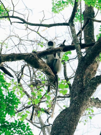 Puneeth - Cinematography for Film & Digital Media Wildlife & The Western Ghats photo 16