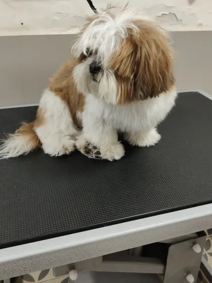 The 'before' shot of this Shih Tzu, with its long and tangled fur, sets the stage for the reveal.