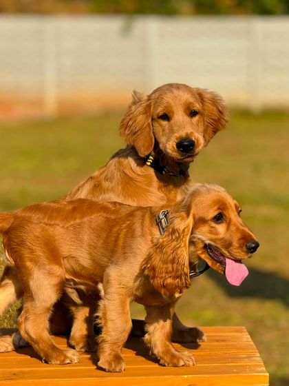 The Pawsome Camp - Dog Daycare & Boarding Our Pack: Portraits from the Camp photo 32