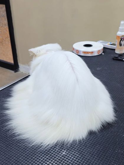 Mamppi Deb - Pet Grooming & Styling Feline Friends: Cat Grooming photo 6