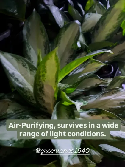 Besides its beauty, the Chinese Evergreen is a fantastic air-purifying plant that can survive in a wide range of light conditions, from low to bright indirect light.