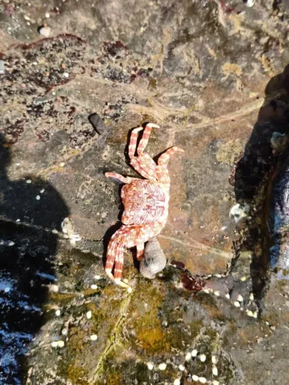 A small crab scuttles across the rocks. Our shore walks are full of these exciting little encounters that teach kids about coastal ecosystems.