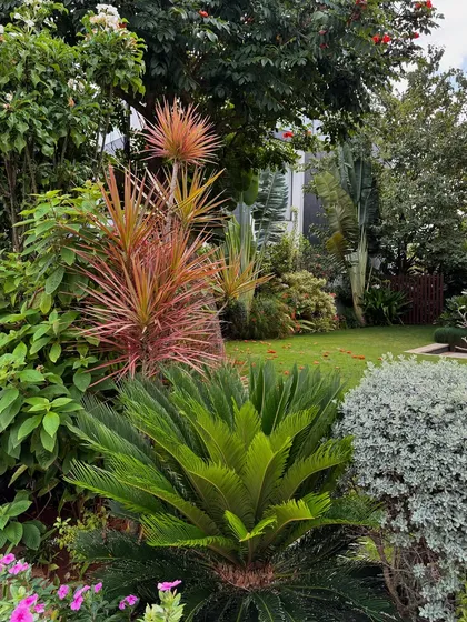 We find so much joy in the details. The bright new growth on this Cycad, set against the rich red of a Dracaena and the silvery tones of a clipped shrub, shows what a healthy, diverse garden ecosystem looks like up close. Each plant is chosen to complement the others in color, form, and need.