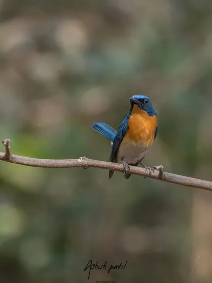 A Tickell's Blue Flycatcher, a small but vibrant resident of our forests. This shot captures its beautiful blue and orange plumage.