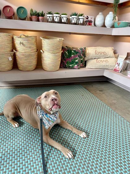 Tulsa Dog Trainer - Private Training & Behavior Modification Our Graduates: Real Results photo 86