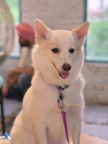 A beautiful white Spitz posing for the camera. We love capturing the unique personalities of all our furry visitors.