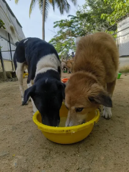 Two friends share a bowl. The bonds formed at the sanctuary are strong, and the dogs often find comfort in each other's company.