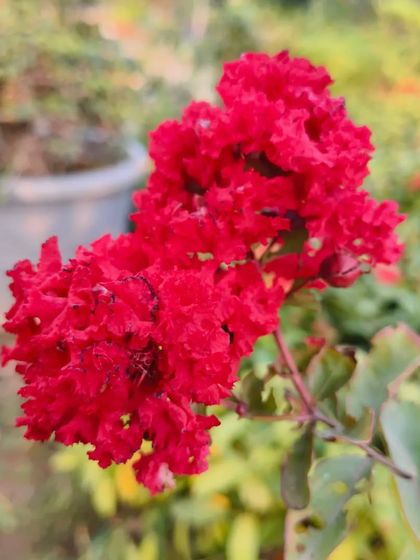 A close-up of a bright red flower cluster. This could be a Lagerstroemia or Crape Myrtle, known for its crinkled, paper-like petals.