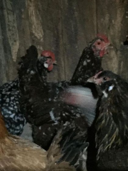 A group of speckled and brown hens. When rehoming a flock, you get a wonderful variety of breeds and personalities.
