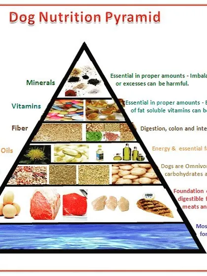 I believe a healthy pet starts with the right diet. This dog nutrition pyramid shows the ideal balance of protein, fats, vitamins, and minerals that I look for in the food products I stock, ensuring your dog gets everything it needs.