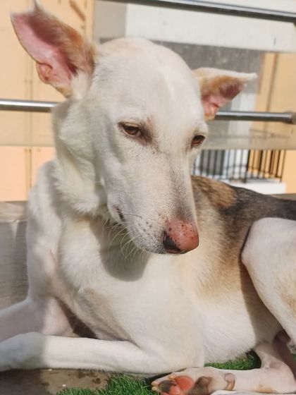 A quiet moment of reflection for this beautiful Indie. They feel safe and calm here.