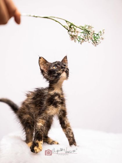 Pragalbh - Animal Rescue & Advocacy Photography Adoption Portfolios: Soulful Portraits for a Second Chance photo 8