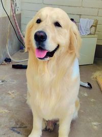 Full Service Grooming