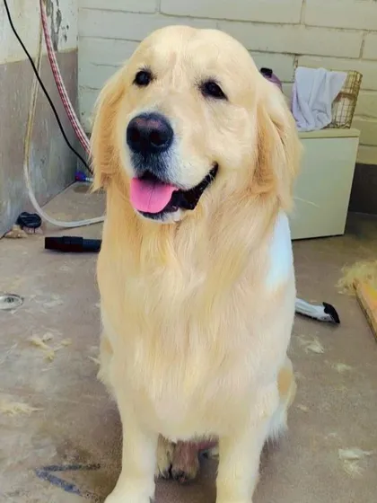 A beautiful Golden Retriever looking clean and happy after a full grooming service. I provide thorough brushing and de-shedding to keep their long coats healthy.