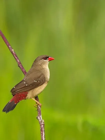 A female Red Avadavat, or Strawberry Finch, her subtle plumage dotted with the white spots that give the species its name.