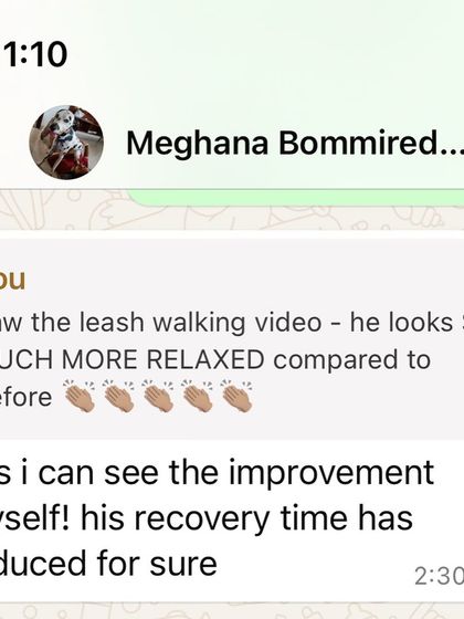 Confident Dogs - Canine Behavior Modification Real Dogs, Real Transformations photo 17