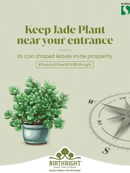 Here is a simple Vastu tip for you. Placing a Jade Plant near your entrance can invite prosperity, as its coin-shaped leaves are believed to attract wealth. It's a small change that can bring big positive energy.