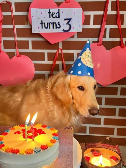 Ted the Golden Retriever turns 3! His party has a lovely heart theme, showing just how much he is loved.