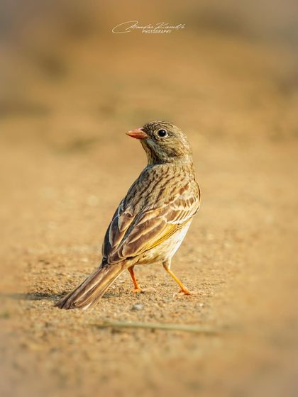 Portraits of the Wild photo 26