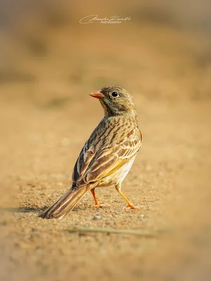 A Grey-necked Bunting on the ground. The low angle and soft focus on the foreground and background draw the viewer's attention directly to the bird.