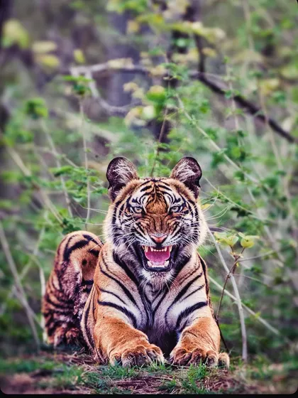 A young tiger in Satpura Tiger Reserve snarls with the confidence of its lineage. Documenting the next generation is vital for conservation, as it represents hope for the species' future.