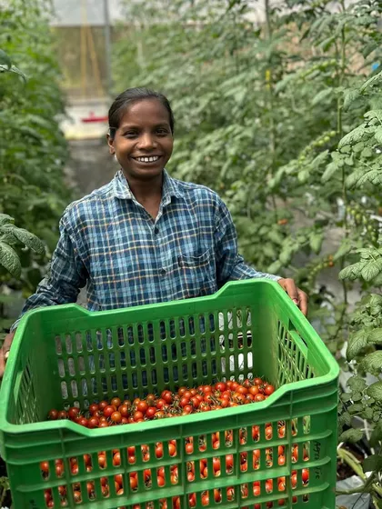 Selena, a valued member of our farm team, with a crate full of freshly harvested cherry tomatoes. Her smile reflects the joy and pride we take in growing nutritious, high-quality produce for our community.