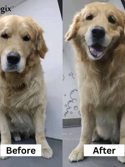 Giving your senior pups the royal treatment they deserve. This older Golden Retriever is looking refreshed and comfortable after a gentle grooming.