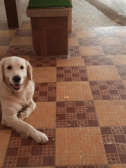 Snugglys Paw House - Pet Daycare The Paw House: Cozy Indoor Comforts photo 21