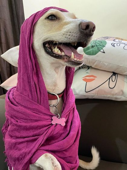 We Care Pet Creche - Home Dog Boarding Playtime & Fun photo 19