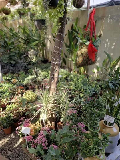 A lush corner of our outdoor section, filled with a mix of flowering plants and leafy greens. It's a perfect example of how you can create a vibrant garden bed.
