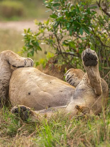 Thinking outside the box can lead to unique frames. This lion was asleep, but when it raised its leg, I saw an opportunity to photograph its paw pad, a detail not normally visible.