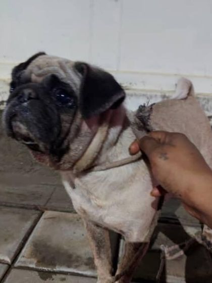 A closer look at the rescued female Pug. Breed dogs are often abandoned when they get old or sick. Choose adoption.
