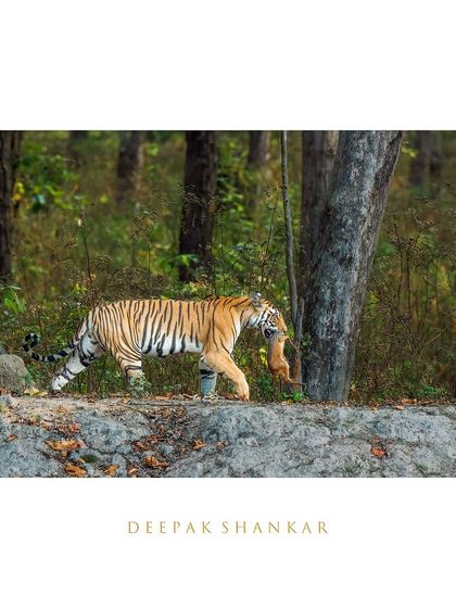 This fine art print captures a raw and honest moment of survival. The tiger's determined walk and its precious cargo tell a powerful story of life in the Indian wilderness.