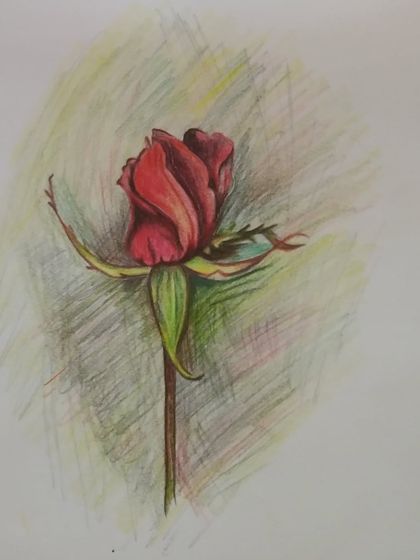 A beautiful red rosebud, showing how to use color pencils to create depth and realism.