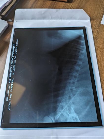 PL Paws - Animal Rescue & Rehabilitation How Your Donations Help: Our Medical Cases photo 27