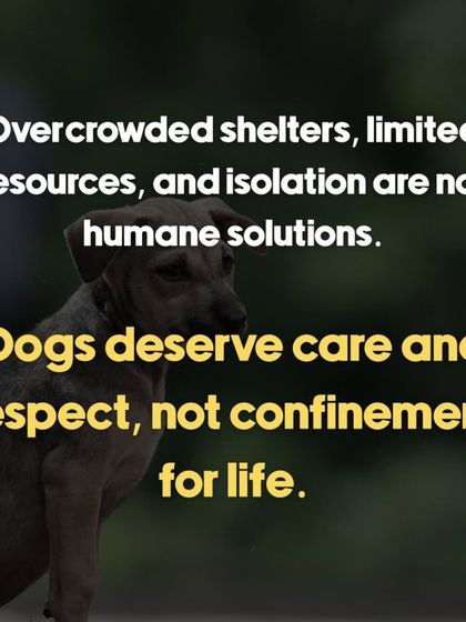 Oh My Dawg - Animal Welfare & Adoption Services Speaking for the Voiceless: Advocacy & Awareness photo 14