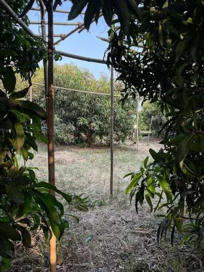 A view through a mock-up in a mango grove, framing the open space beyond. These studies are crucial for choreographing views and movement through a project.