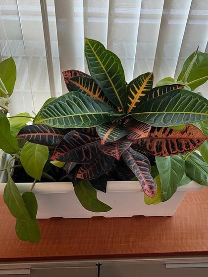 Rakshith Landscaping - Landscape Design & Installation Plant & Tree Supply photo 58