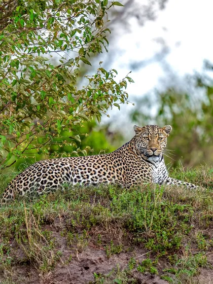 This is Luluka, one of the boldest leopards in the Mara. I waited eight hours under the hot sun for her to stir. My patience was rewarded when she emerged and gave us this regal pose, a perfect example of how perseverance is key in wildlife photography.