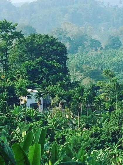A view of the Jalakara hotel nestled within the dense, tropical landscape of Havelock Island. My goal was to create a building that felt like it had always been there, respecting the existing trees and contours of the land.