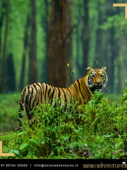 A tiger peers through the dense green foliage of Central India, perfectly camouflaged in its jungle home. Our tours in Bandhavgarh and Kanha focus on tracking these predators in some of India's most beautiful forests.