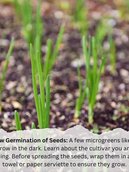 Microgreens: Health in 7 Days photo 10