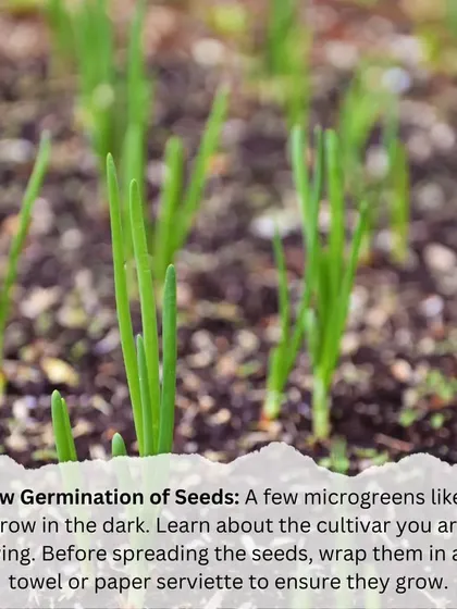 If your seeds are germinating slowly, it might be because they need darkness. Some varieties, like those shown here, benefit from being covered for the first few days.
