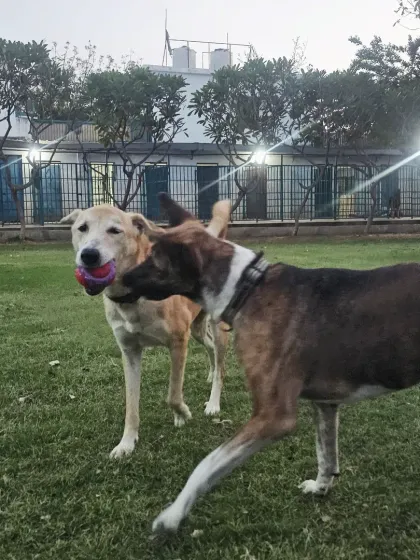 Pari and Jumper, our resident Indies, are experts at welcoming new friends.