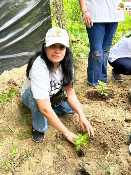 A volunteer gently firms the soil around a new plant. This hands-on connection to the earth is a core part of the experience we aim to provide for everyone who joins our drives.
