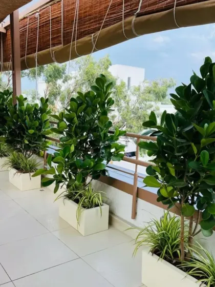 A different view of the plantscaping at "The White Cashew" cafe. The repeating line of Ficus plants in white planters creates a strong visual rhythm and a sense of lushness on the outdoor patio.