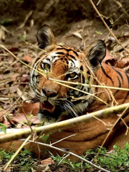 Through the trees, another glimpse of the tigress Ra. The branches and leaves create a natural frame, emphasizing the feeling of getting a secret look into her world.