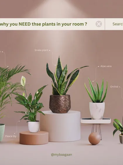 Plants are not just for decor, they are natural air purifiers. This guide shows some of the best plants like Areca Palm and Snake Plant that help clean the air in your room, so you can sleep better and feel healthier.